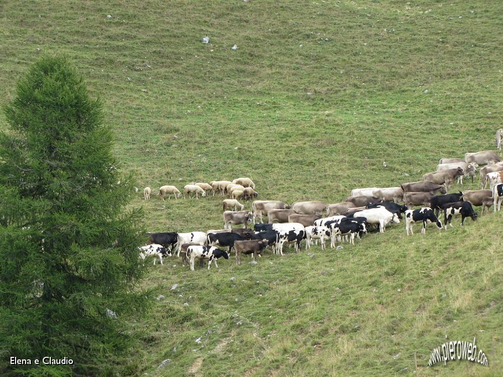 18 Pascolano insieme mucche, pecore e....JPG